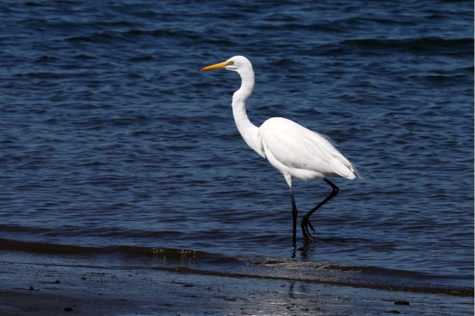 Eastern Great Egret (Ardea modesta)